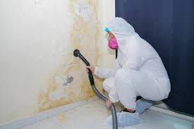 Best Black Mold Removal  in Rockport, IN